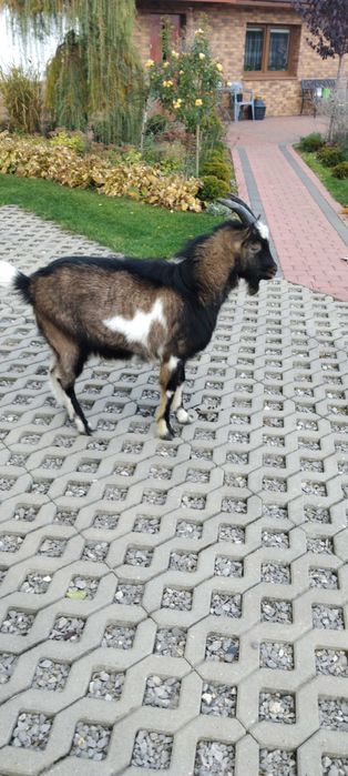 Młody koziołek, capek