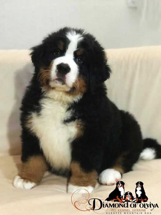 Бернский Зенненхунд в найкращу родину