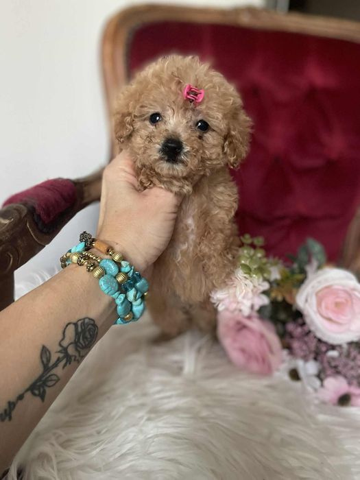 Wyjątkowa suczka Tori  pudel toy aprikot krótka kufa