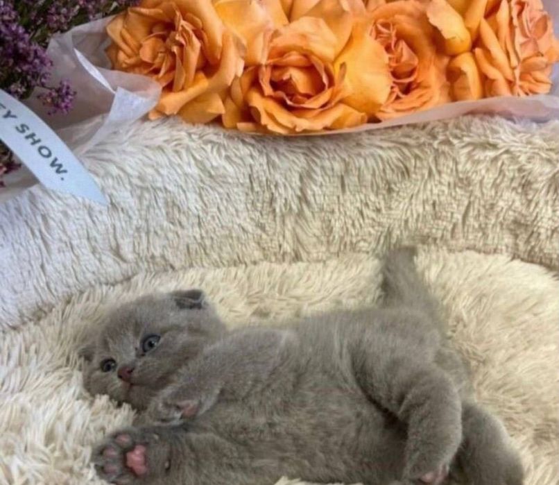 Висловухий британець хлопчик