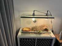 Terrarium dla gada - zolwia lub gekona z wyposazeniem