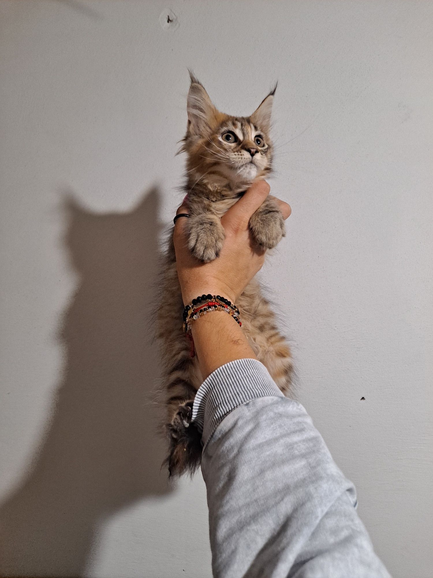 Kotła maine coon