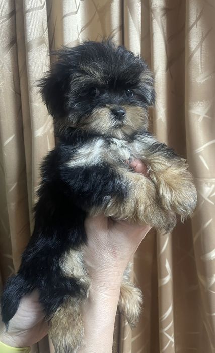 Йоркширский терьер