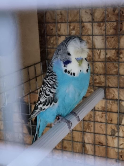 Casal de periquiros de poupa + 3 filhotes ja grandes