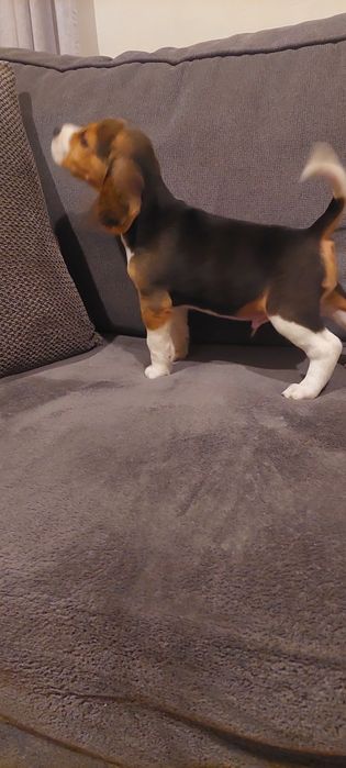 BEAGLE piesek gotowy do nowego domu