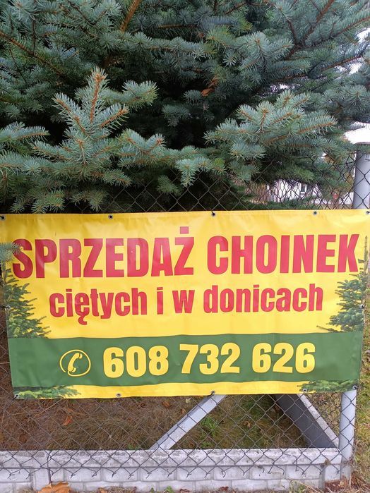 Choinki, świerki zielone i srebrne . Sprzedaż detaliczna i hurtowa  .