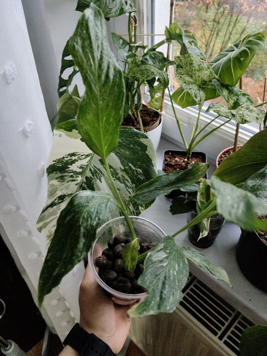 Sadzonki do ukorzeniania