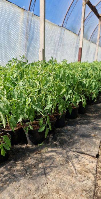 Ogórek truskawka papryka koktajl