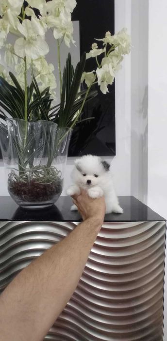 Spitz Alemão Anão/Lulu da Pomerânia FEMEA BRANCA e PRETA  LOP e AFIXO