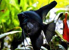 GB Skalar czarny  Pterophyllum scalare var. black - hodowla własna