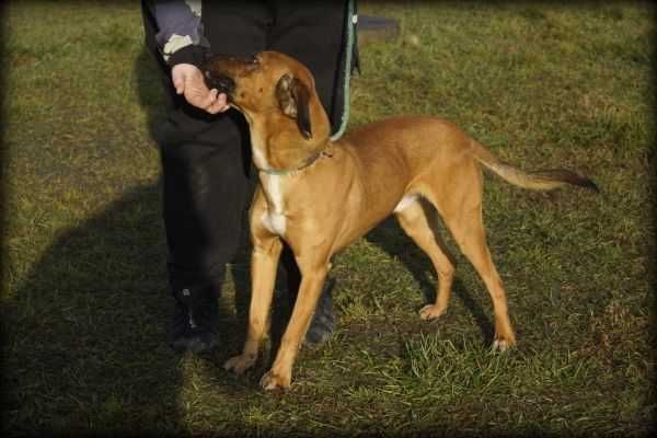 Monte - kochany psiak szuka nowego domku