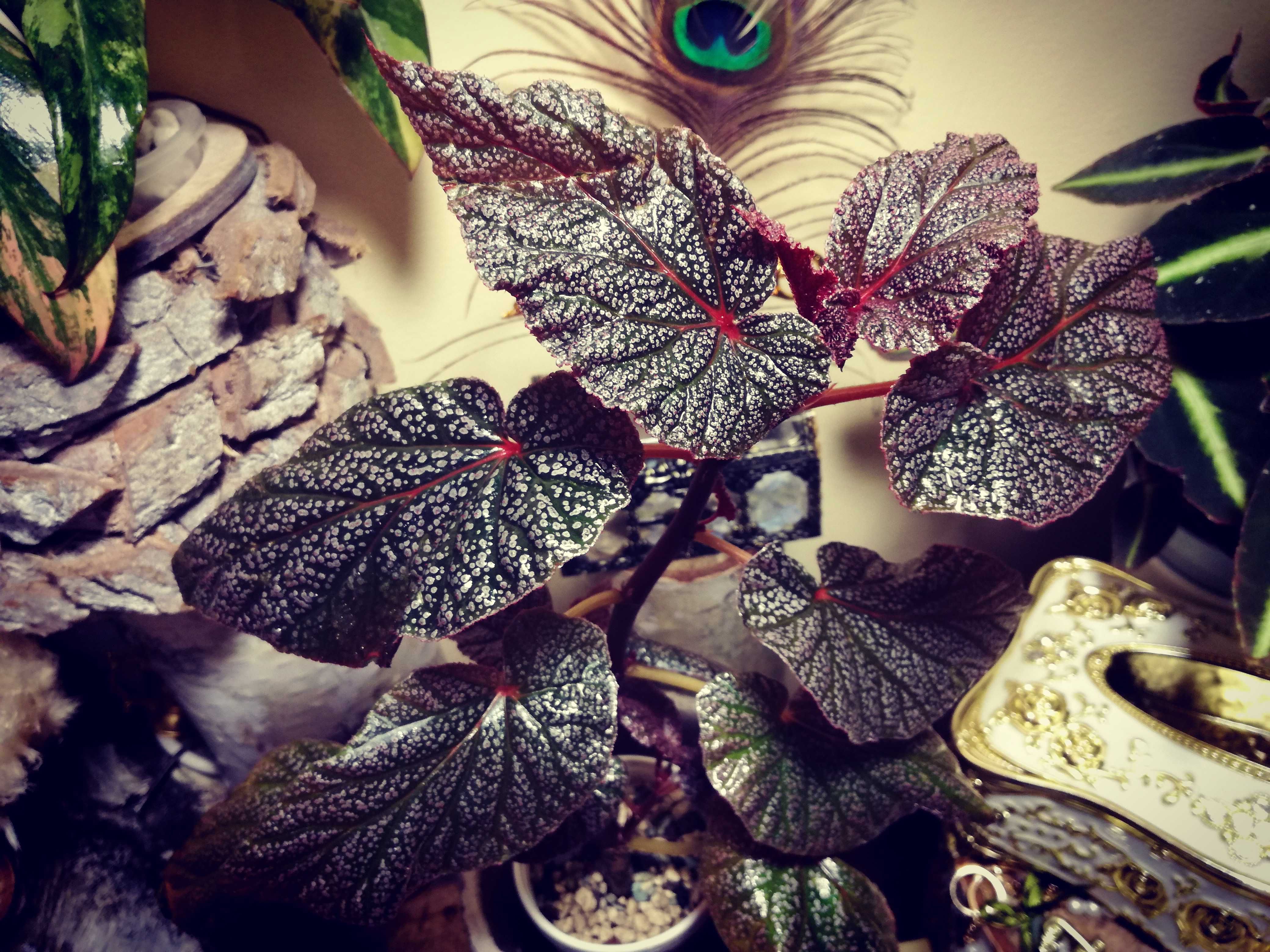 Begonia sp. NOID pink violet piękna gwiezdna jak monstera philodendron