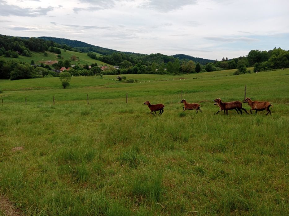 Owce kameruńskie w każdym wieku.