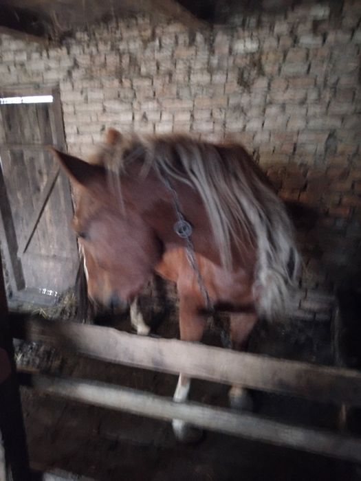 Продам робочого, великого коня.
