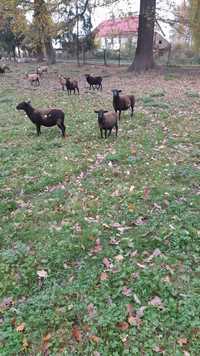 Owce kaneruńskie
