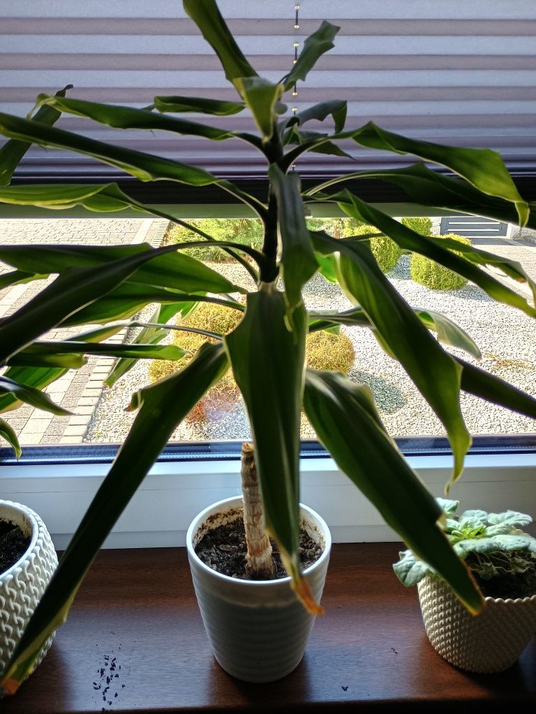 Kwiatek dracena wonna