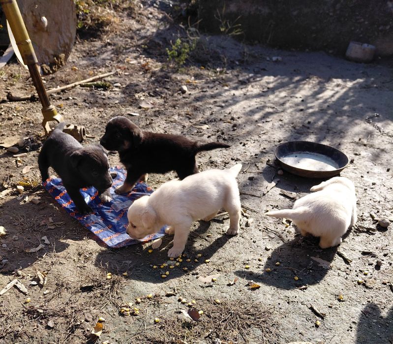 Цуценята метиси,  мама лабрадор