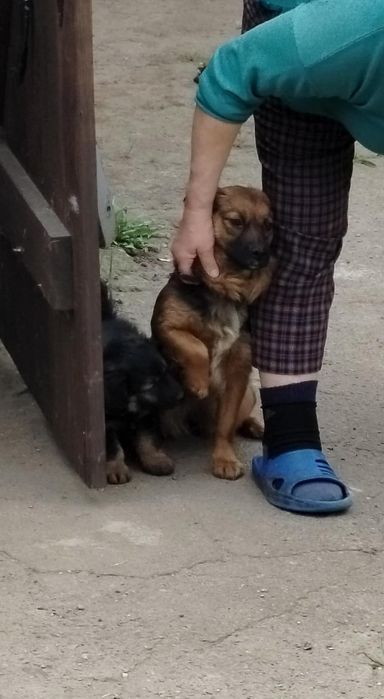 Wydam suczkę dwu letnia