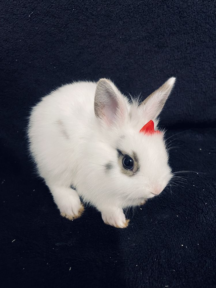 Promocja króliki miniaturki