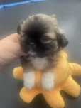 Pekińczyk z shih tzu suczka  cudna xxs miniaturka
