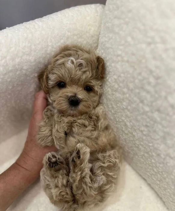 Собачка мальтипу ф1 дівчина