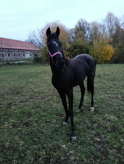 Kara klacz kwpn Freelance x Wynton x Krack c