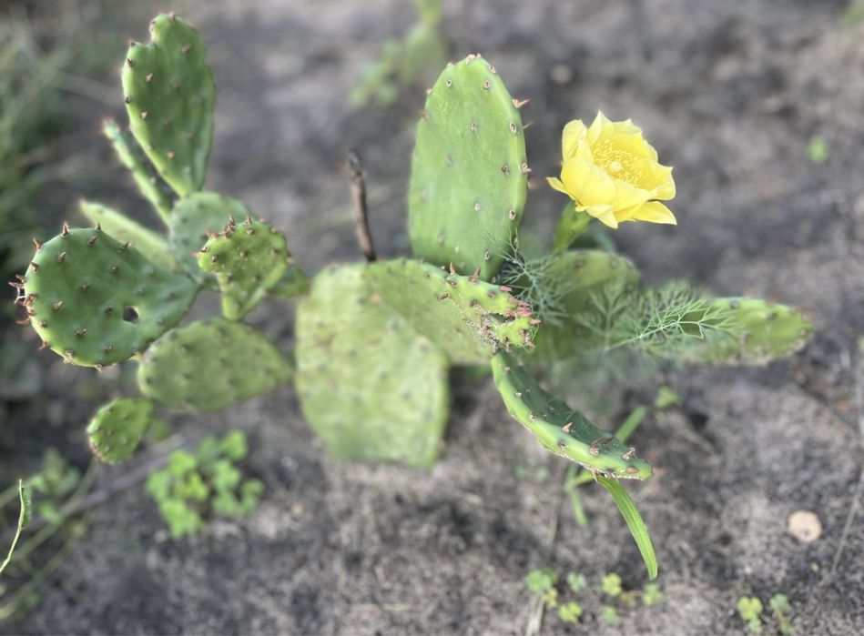 Кактус уличный опунция и саженцы клубники