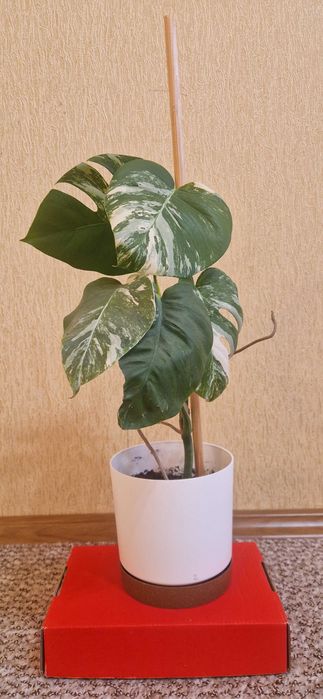 Рослина Вазон Монстера Альба варієгатна ( альбіно ).Ціна з горщиком