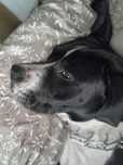 Suczka w typie amstaff