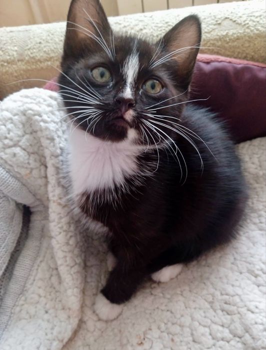 Лагідний муркотун в пошуках люблячої родини