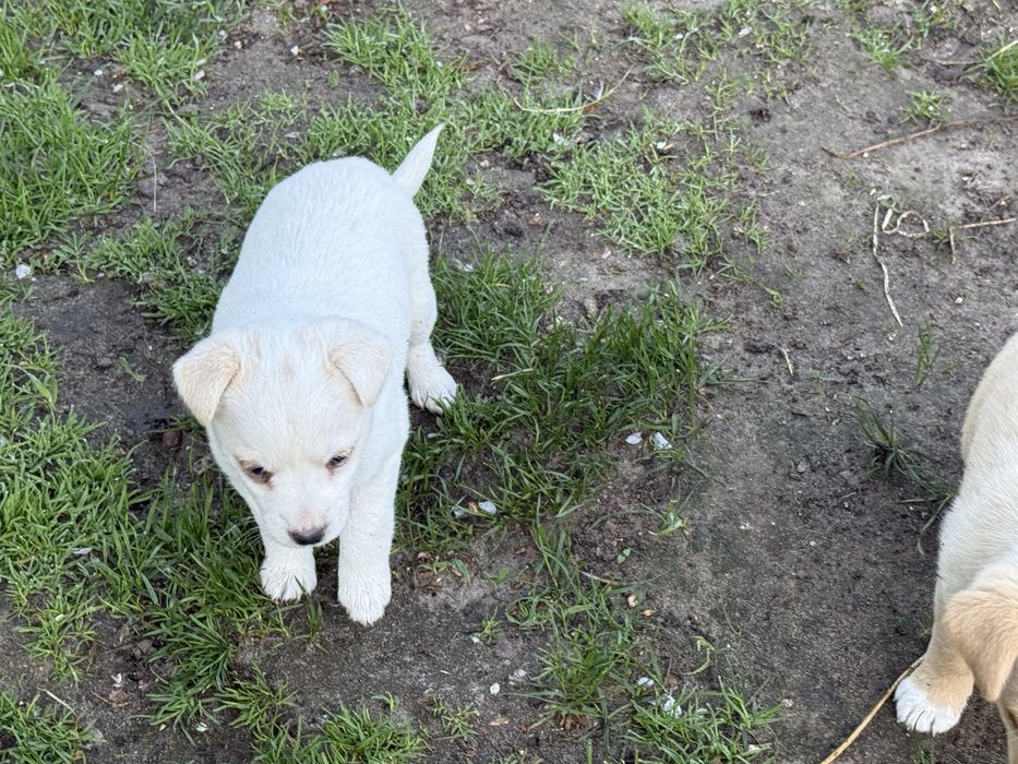 Jack Russell Terrier mieszaniec, Szczeniaki za darmo.