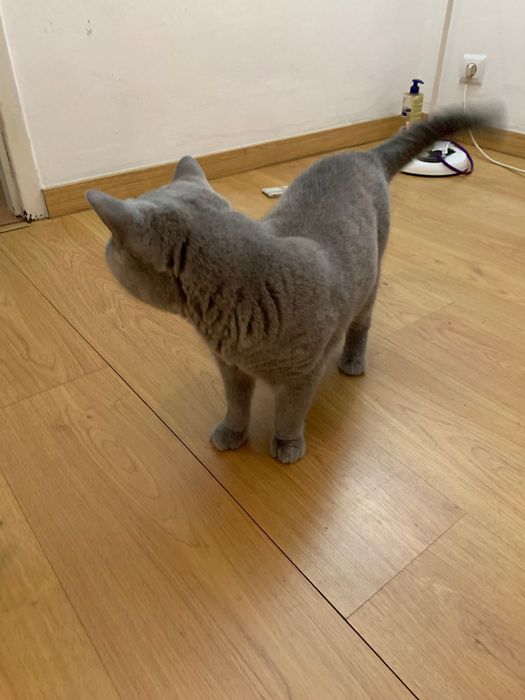 British shorthair adopção responsável