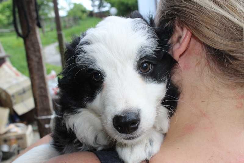 Border collie - śliczna sunia