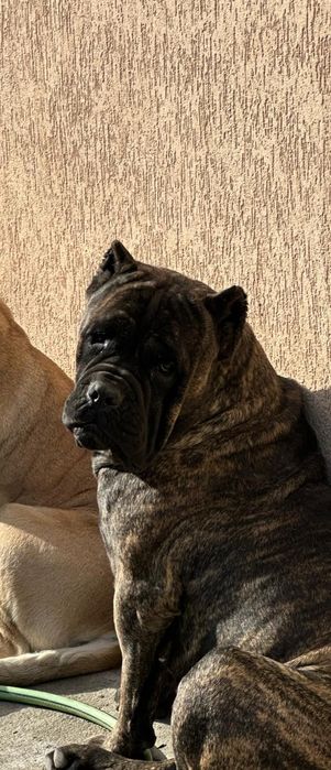 вязка кане корсо