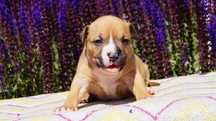 Endorfina płowa suczka American Staffordshire Terrier ZKwP FCI