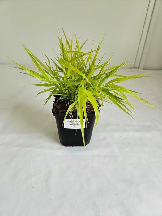 Hakonechloa macra Greenhills 30 cm – ozdobna trawa cieniolubna C2