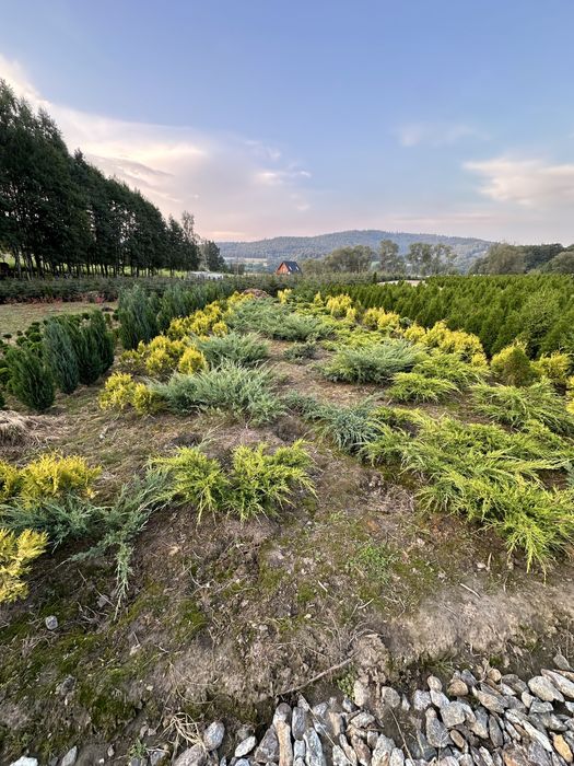 Tuja szmaragd ogodzenie żywopłot transport sadzenie