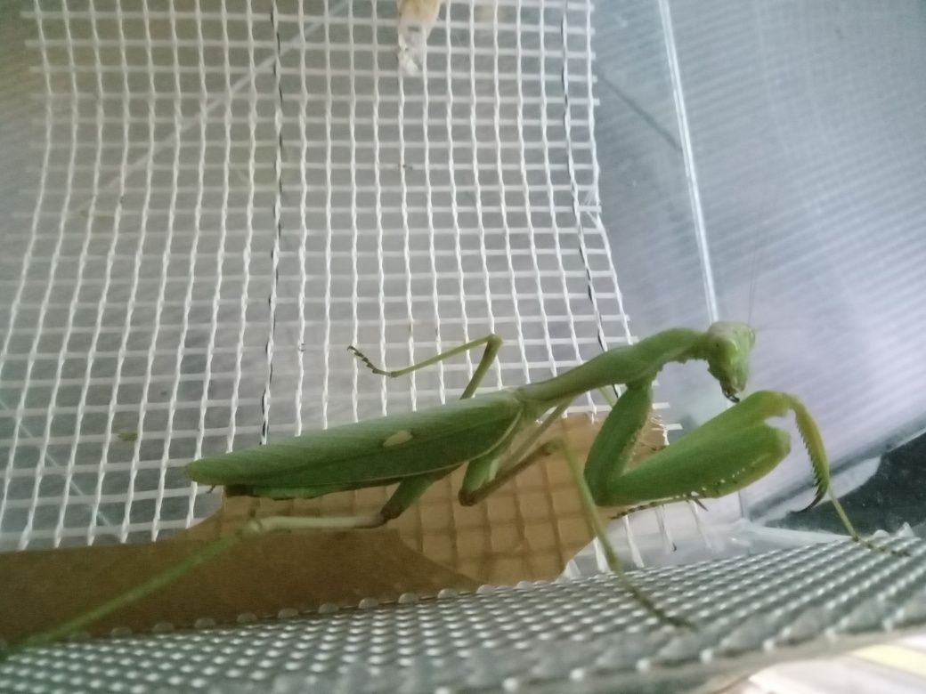 Modliszka egipska S.viridis subimago