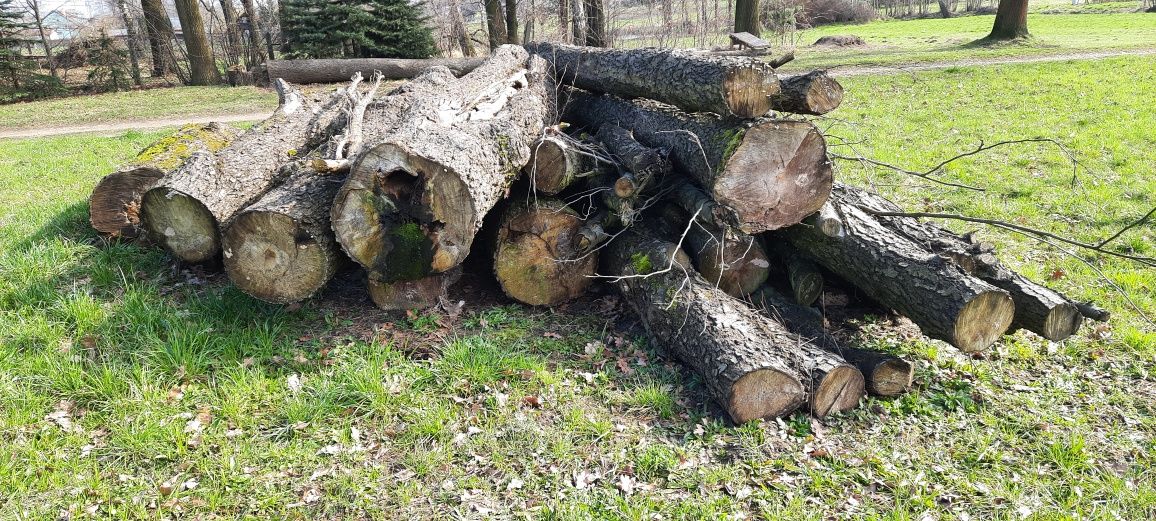 Olcha drewno opałowe drewno kominkowe do wędzenia , ścięte jesień 2022