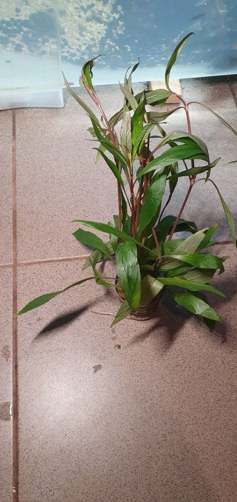 Hygrophilia corymbosa - roślina akwariowa