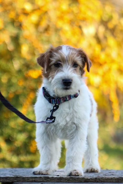 piesek Jack Russell terrier ZKWP/FCI szorstkowłosy