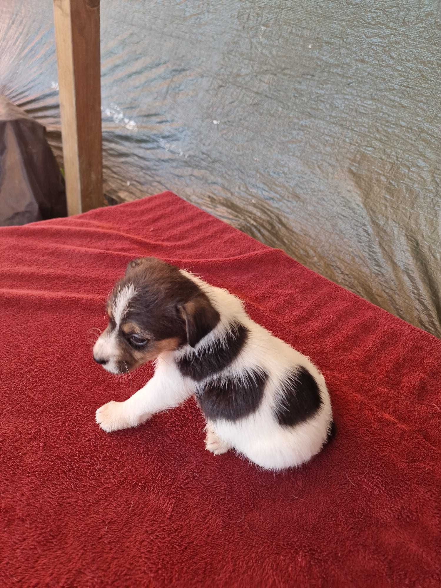 Jack Russel de porte pequeno, oportunidade única.