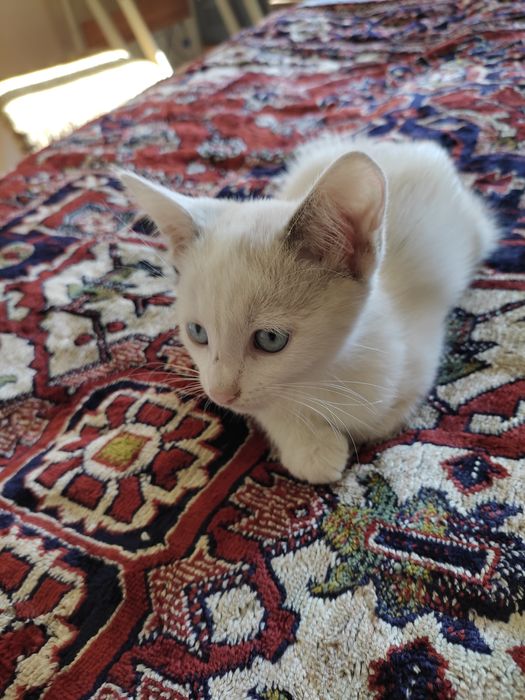 Кошеня котик, кіт