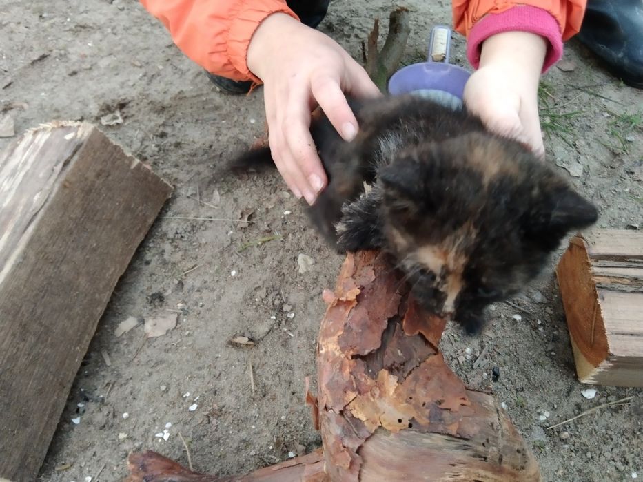 Koty małe kotki czarne czarne z rudym