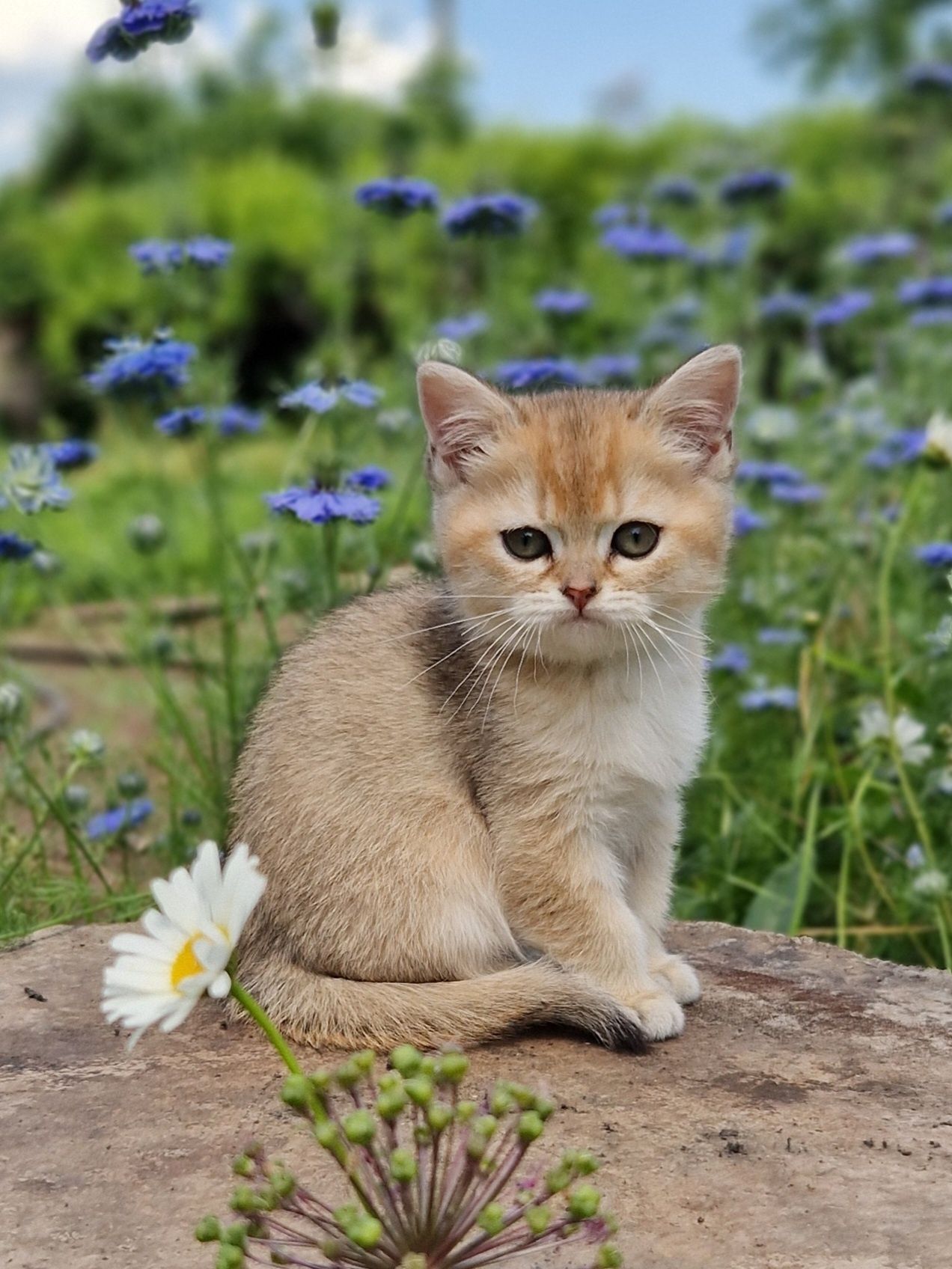 Породистый британский котёнок мальчик из питомника
