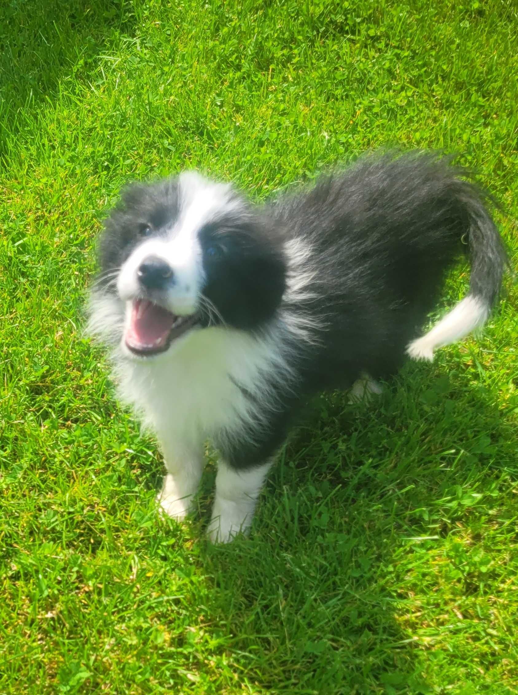 Border collie z metryka Fci.Okazja!