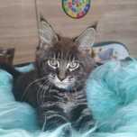 Kocurek nr 2 Maine Coon