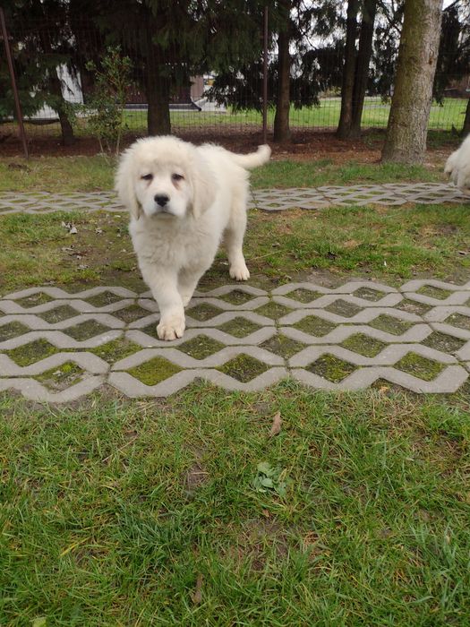 Owczarek Podhalański