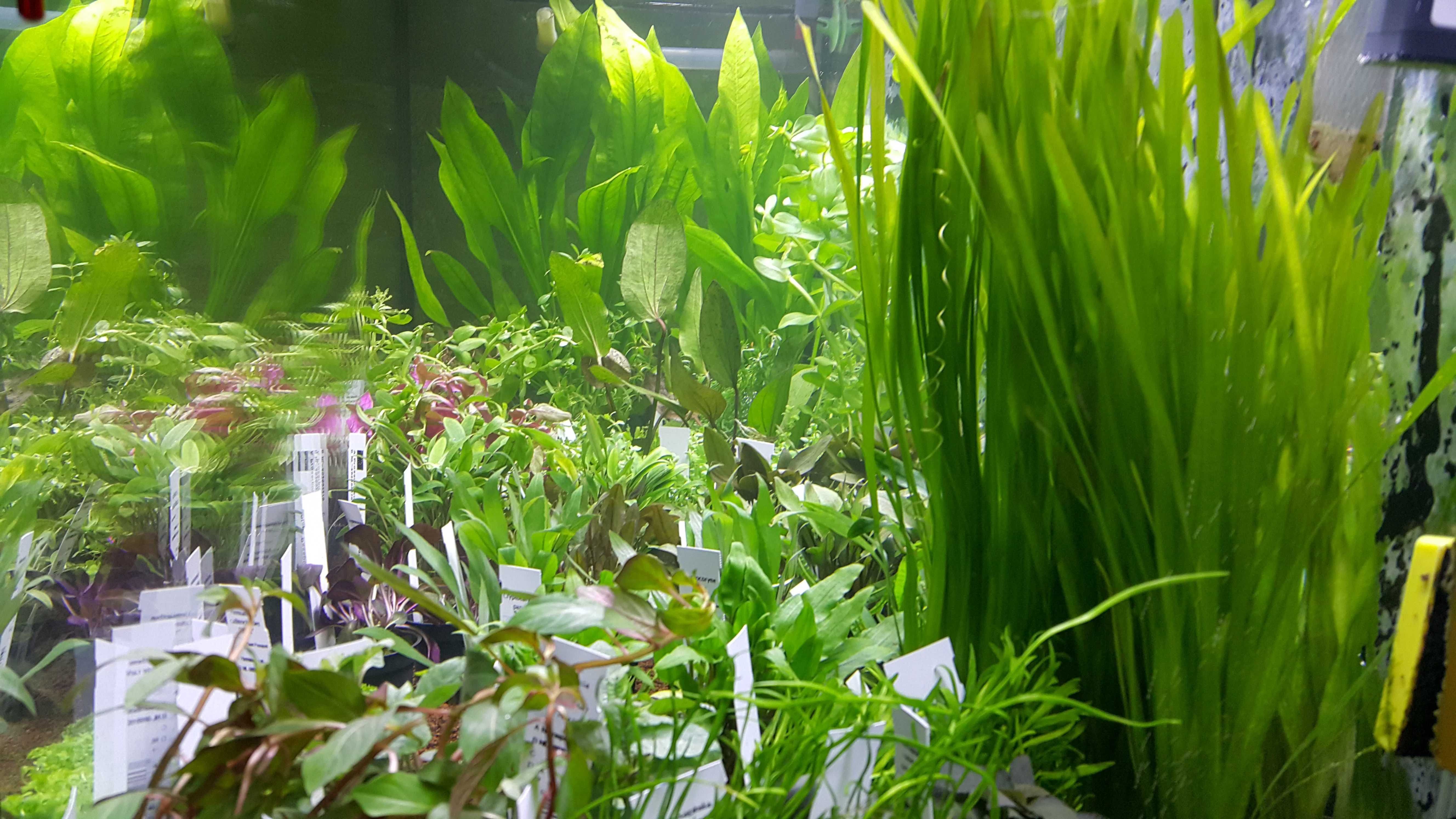Echinodorus Amazonicus/Rośliny akwariowe w koszyczkach