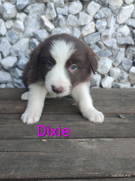 Border collie śliczna suczka przebadani rodzice